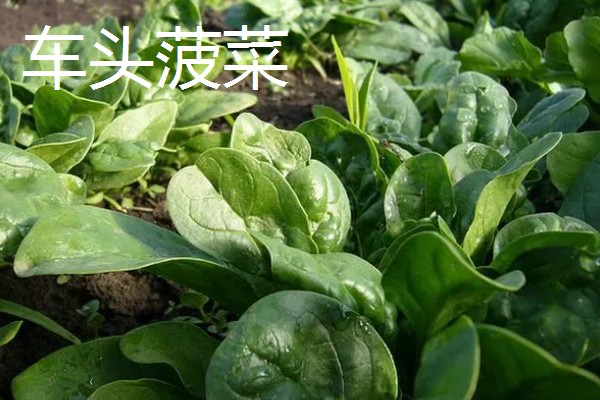 为什么夏天不能种菠菜,因为夏天气温太高了