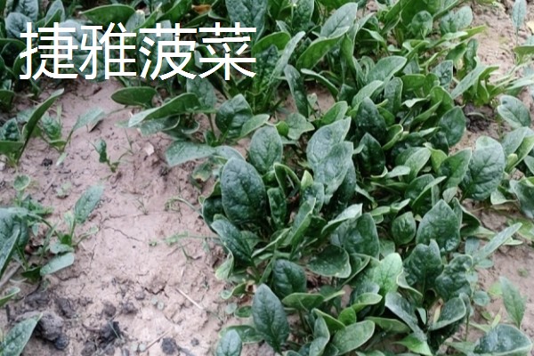 为什么夏天不能种菠菜,因为夏天气温太高了