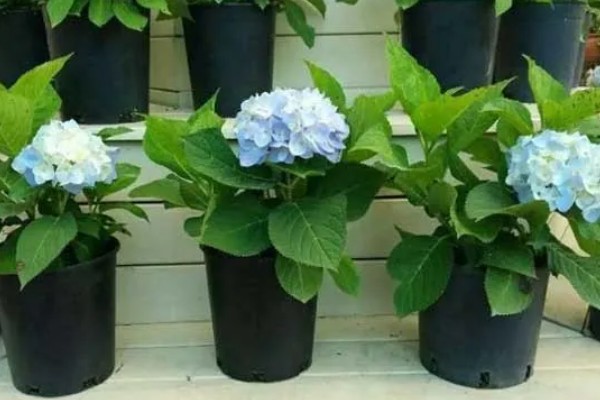 绣球花能不能喷水，夏季喷水可以降低温度