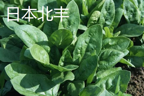为什么夏天不能种菠菜,因为夏天气温太高了