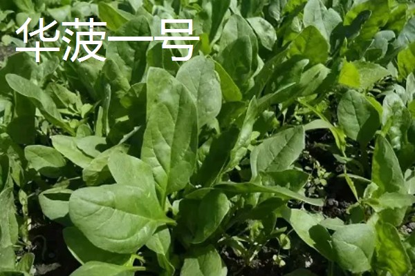 为什么夏天不能种菠菜,因为夏天气温太高了