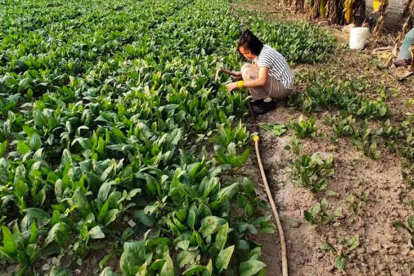 为什么夏天不能种菠菜,因为夏天气温太高了