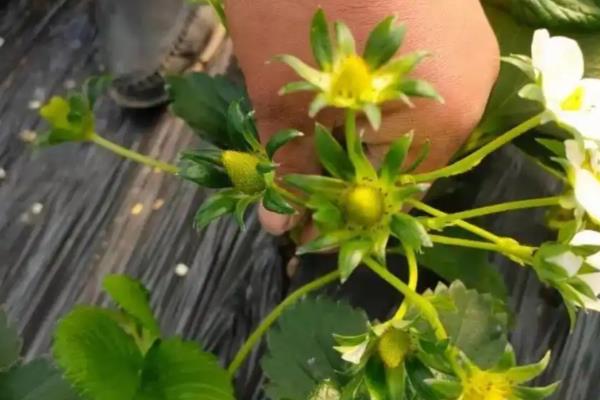 怎样促进草莓花芽分化,让植株获得充足的光照