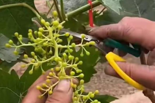葡萄栽了5年不结果如何处理,需合理修剪