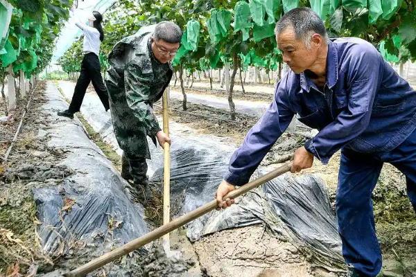 葡萄栽了5年不结果如何处理,需合理修剪