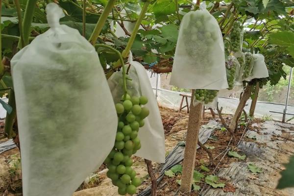葡萄栽了5年不结果如何处理,需合理修剪