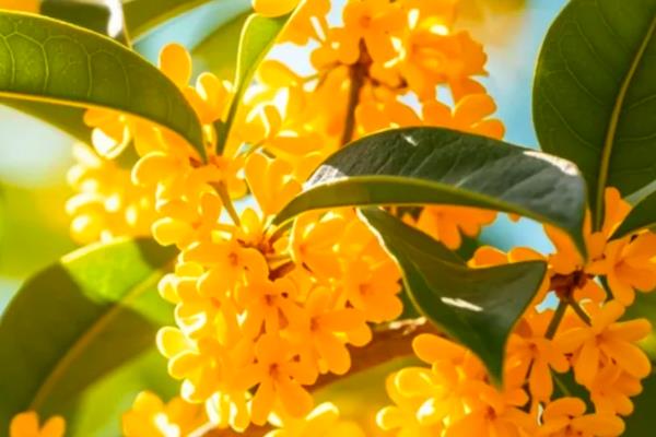 桂花的产地，有四川、陕南、云南等地
