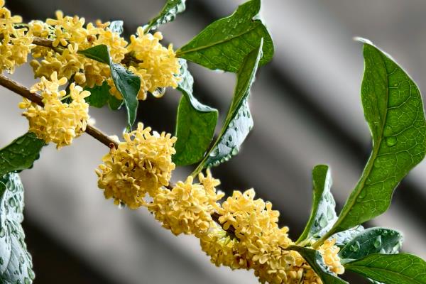桂花的产地，有四川、陕南、云南等地