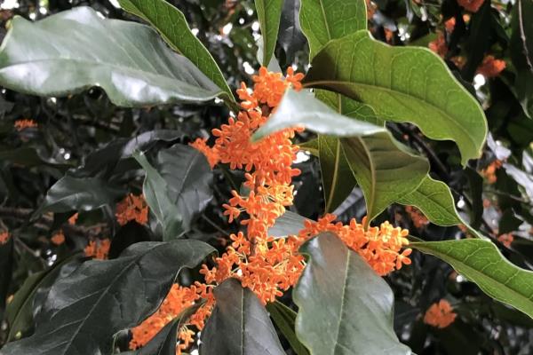 桂花的产地，有四川、陕南、云南等地