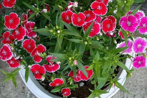 五彩石竹有没有毒,属于无毒植物可以净化空气