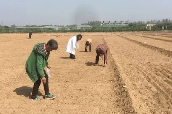 五彩石竹有没有毒,属于无毒植物可以净化空气