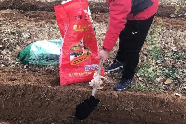 五彩石竹有没有毒,属于无毒植物可以净化空气