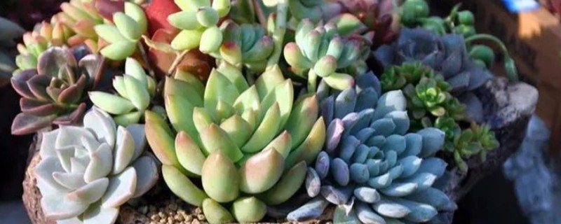 多肉不长根怎么处理，将其移到粗砂中帮助它生根
