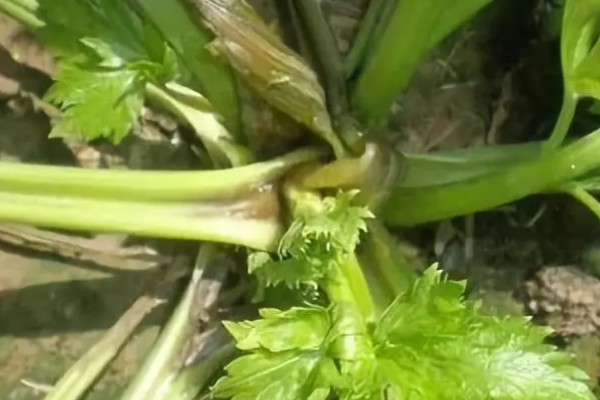 西芹裂根的原因，可能是低温干旱所致