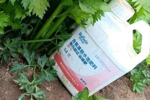 西芹裂根的原因，可能是低温干旱所致