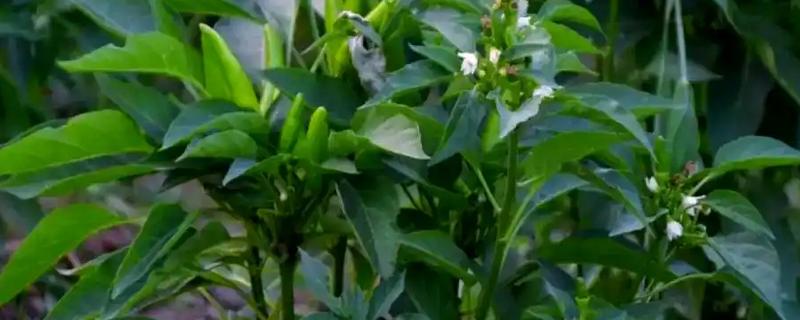 辣椒落果适合打什么药，生理脱落可以喷施植物生长调节剂