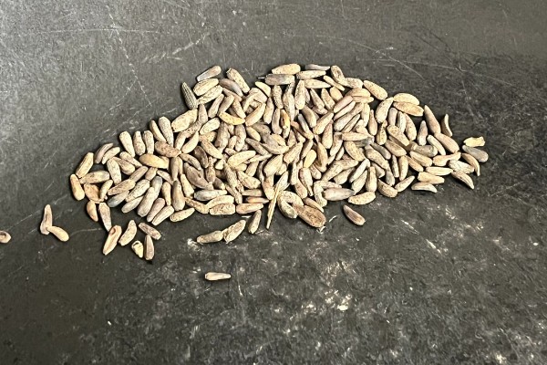 牛蒡肥料施用需知，生长过程中通常追肥两次