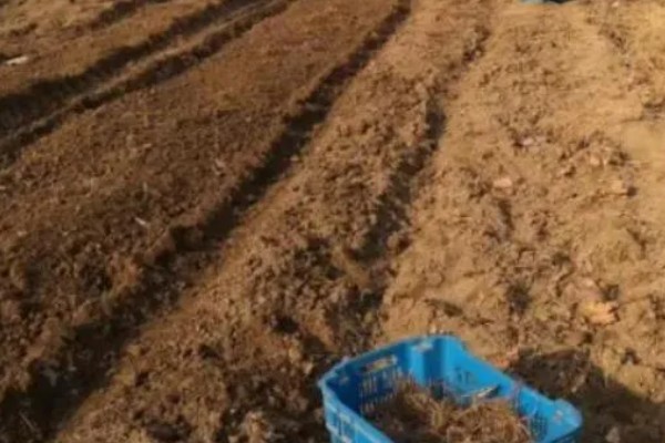 牛蒡肥料施用需知，生长过程中通常追肥两次