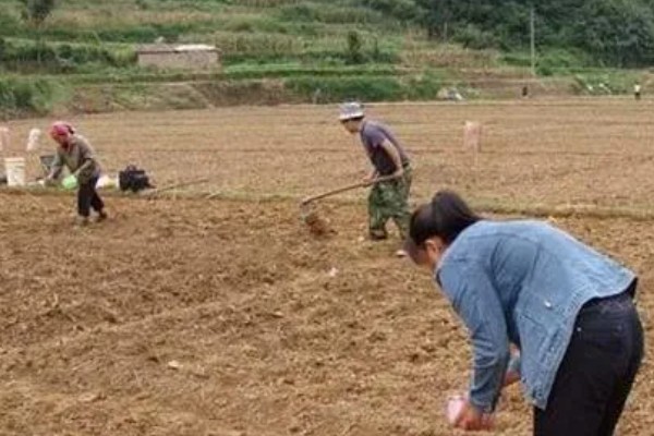 牛蒡肥料施用需知，生长过程中通常追肥两次