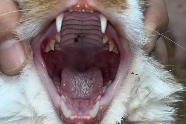 猫出现口炎的原因，可能是营养不良、口腔创伤等因素所致