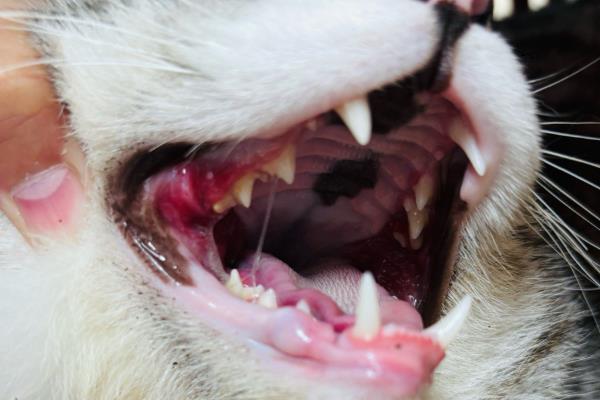 猫出现口炎的原因，可能是营养不良、口腔创伤等因素所致