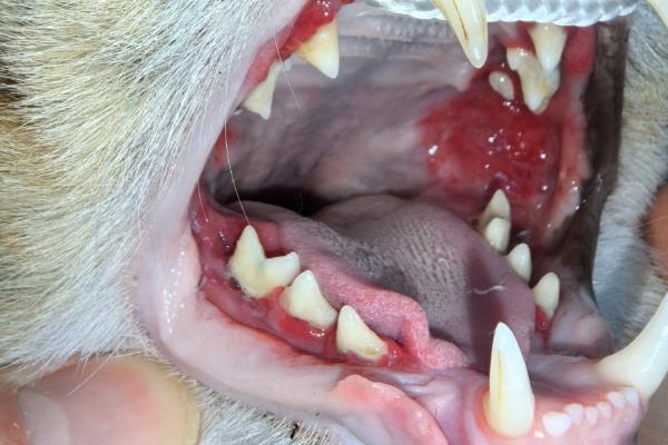 猫出现口炎的原因，可能是营养不良、口腔创伤等因素所致
