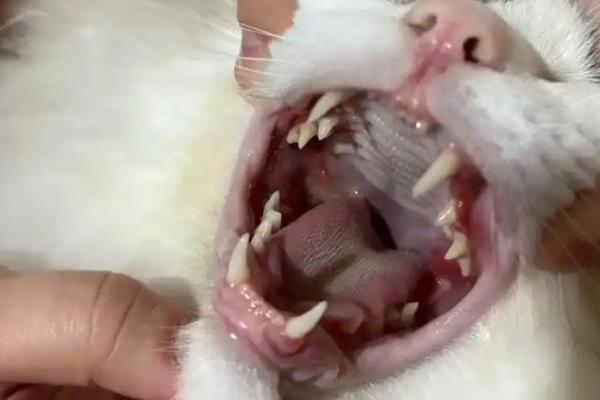 猫出现口炎的原因，可能是营养不良、口腔创伤等因素所致