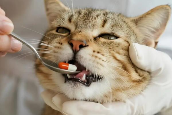 猫出现口炎的原因，可能是营养不良、口腔创伤等因素所致