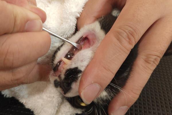 猫出现口炎的原因，可能是营养不良、口腔创伤等因素所致
