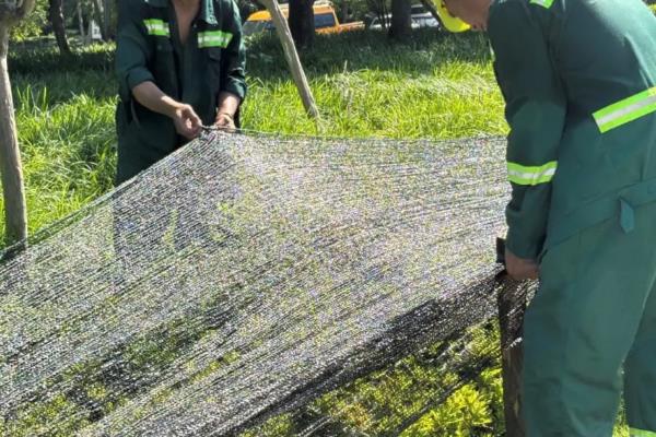 怎么对新移植的树木浇水，夏季移栽每隔1周浇一次