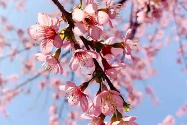 春天开的花有哪几种颜色,有白色、红色等