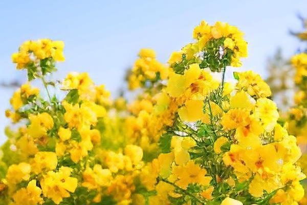 春天开的花有哪几种颜色,有白色、红色等