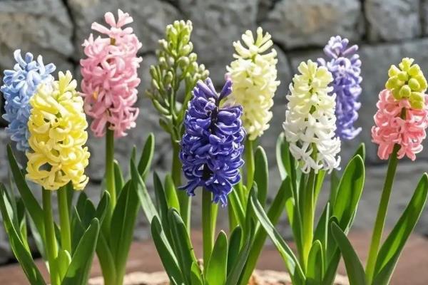 春天开的花有哪几种颜色,有白色、红色等