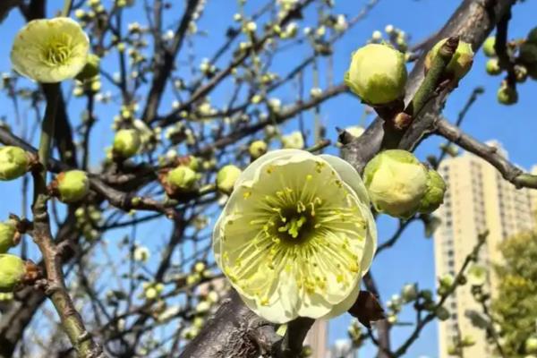 春天开的花有哪几种颜色,有白色、红色等