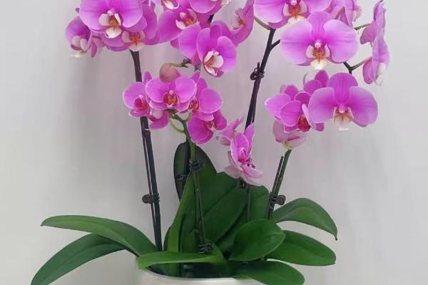 蝴蝶兰是不是室内花卉,调控室内环境能让它长得枝繁叶茂