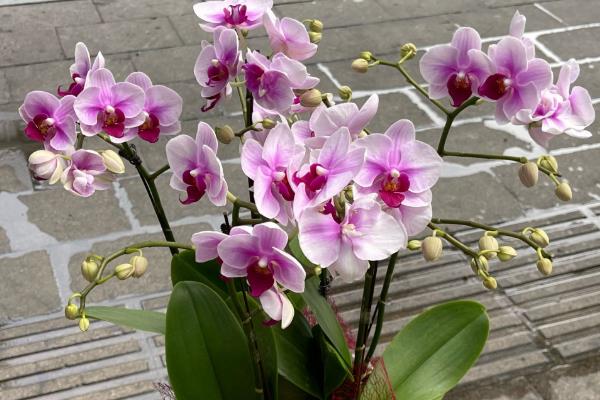 蝴蝶兰是不是室内花卉,调控室内环境能让它长得枝繁叶茂