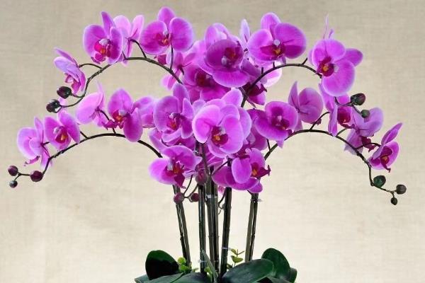 蝴蝶兰是不是室内花卉,调控室内环境能让它长得枝繁叶茂