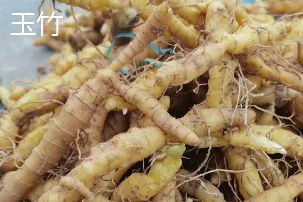 黄精种苗的成本,一棵种苗成本在0.9元左右