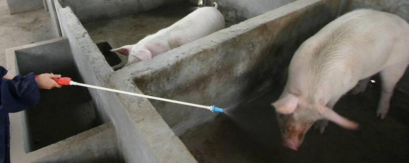 哪些消毒液能灭杀非洲猪瘟病毒，氢氧化钠、戊二醇等药物都有效果
