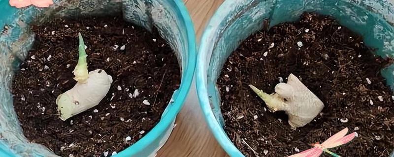 阳台姜如何种植，播种前一个月把种姜晾晒1-2天