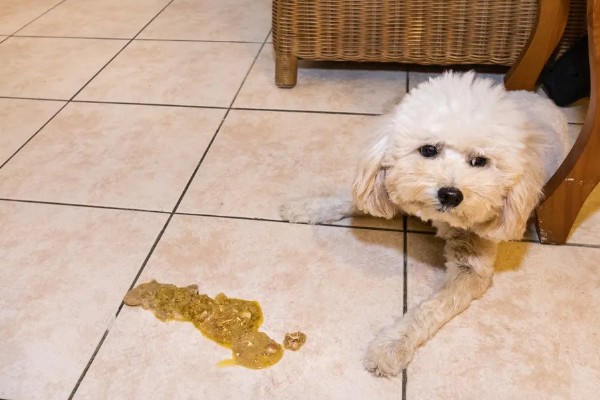 犬便血呕吐的原因,可能是吃得太饱了