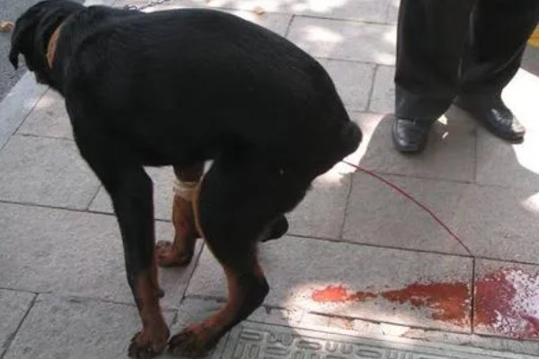 犬便血呕吐的原因,可能是吃得太饱了