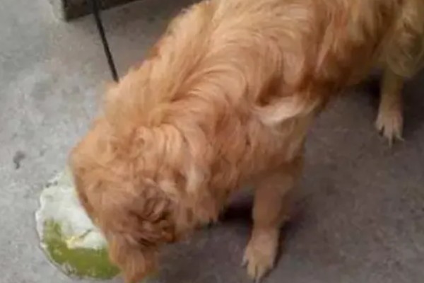 犬便血呕吐的原因,可能是吃得太饱了