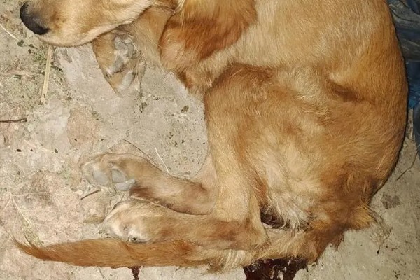 犬便血呕吐的原因,可能是吃得太饱了