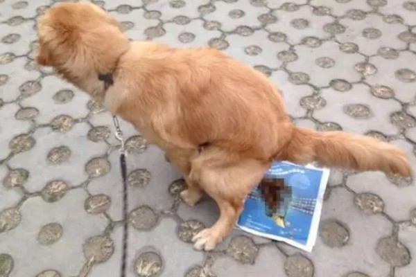 犬便血呕吐的原因,可能是吃得太饱了