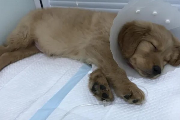犬便血呕吐的原因,可能是吃得太饱了