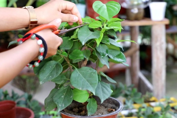 三角梅的虫害怎么治,可人工除虫或喷洒药剂