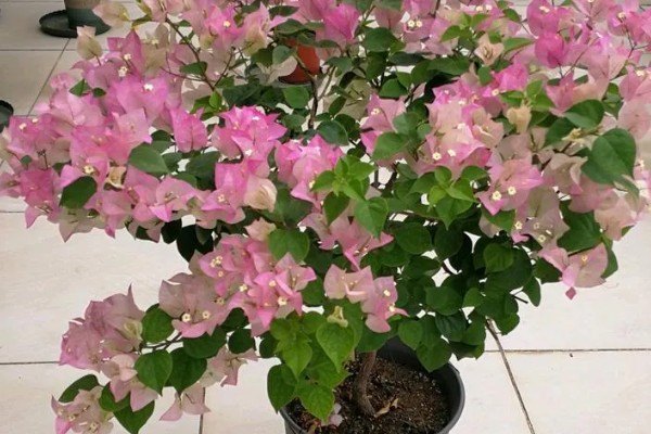 三角梅的虫害怎么治,可人工除虫或喷洒药剂