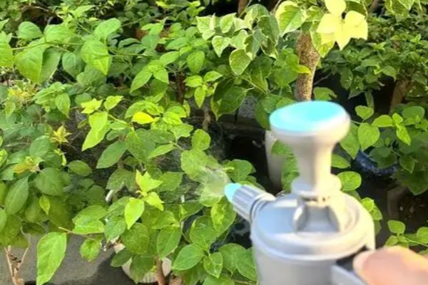 三角梅的虫害怎么治,可人工除虫或喷洒药剂