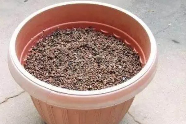 三角梅的虫害怎么治,可人工除虫或喷洒药剂